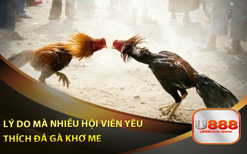 Lý Do Khiến Nhiều Hội Viên Đam Mê Đá Gà Khơ Me