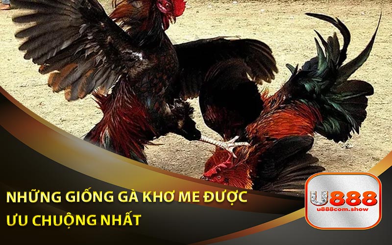 Những Giống Gà Khơ Me Được Kê Thủ Ưu Chuộng Nhất